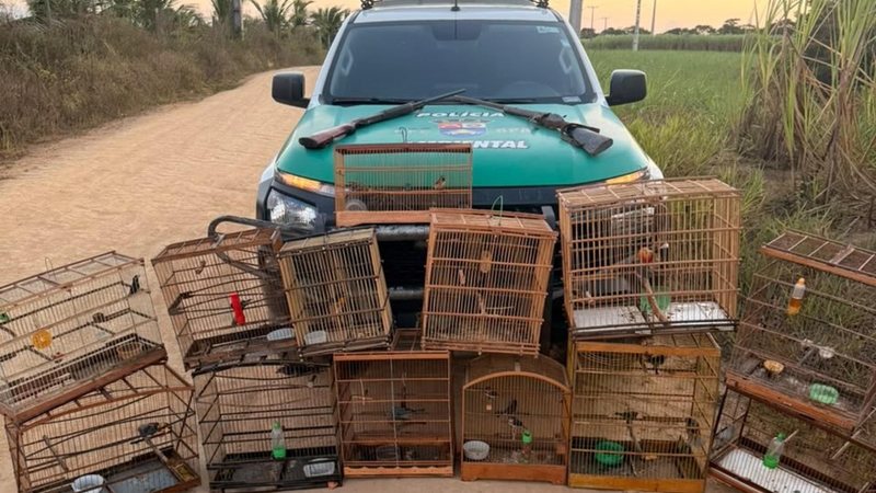 Animais silvestres resgatados durante fiscalização ambiental da Polícia Militar de Alagoas