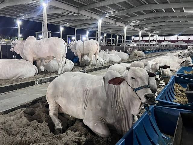 Foto de arquivo mostra bovinos e público em pista de julgamento da Expoagro Alagoas.