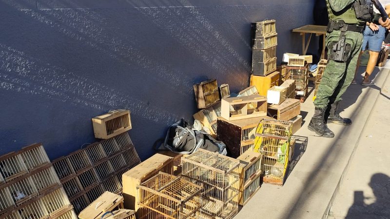 Gaiolas com aves silvestres reunidas ao lado de um policial ambiental durante a operação em Alagoas.