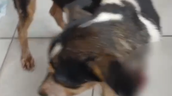 Cães recolhidos durante investigação de maus-tratos no bairro Petrópolis, em Maceió