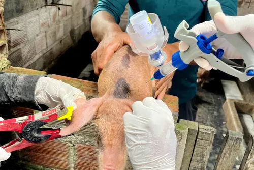 Suínos em instalação de criação pecuária em Alagoas