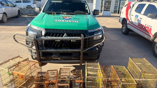 Aves silvestres resgatadas em gaiolas durante fiscalização ambiental em Alagoas