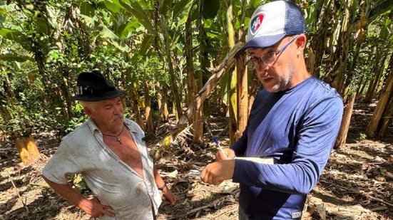 Fiscais da Adeal inspecionam bananeira em plantação de Alagoas