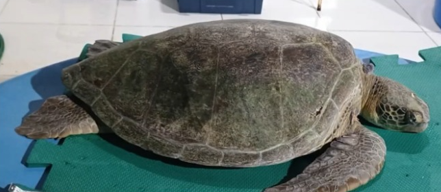 Tartaruga marinha encontrada no litoral de Alagoas durante o início da temporada reprodutiva