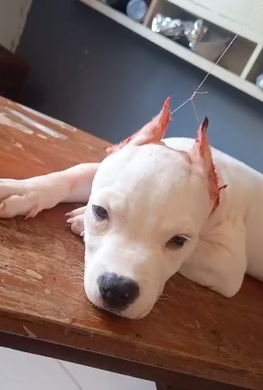 Cão branco com as orelhas cortadas, imagem divulgada pela Polícia Civil na investigação.